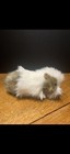 Hansa Guinea Pig Brown white Animal Wild Plush Stuffed Animal Toy
