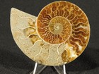 Cut And Polished Cleoniceras Ammonite Fossil From Madagascar 81 1gr