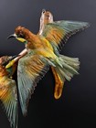 Taxidermy Bird Bee-eater merops Apiaster  Real Bird  Home Decor Souvenir Bird  1