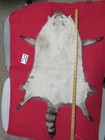 Tanned Raccoon Pelt With Feet Claws Winter Hide Skin Animal Fur Good Leather