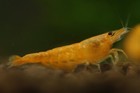 10 1 Sunkist Orange - Freshwater Neocaridina Aquarium Shrimp  Live Guarantee