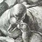 Walrus Bull Momma   Calf Authentic 19th Century 1885 Lithograph Print Specht
