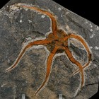 3 8  Brittlestar Ophiura Sp Starfish Fossil Ordovician Age Morocco Coa   Stand