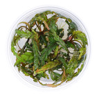 Hygrophila Pinnatifida Tissue Culture   Aquarium Plants Factory  