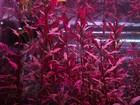Aquascape Starter Plant Pack-live Aquatic Fish Tank Plants Shrimp Tank Plants