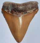 3 15    Bone Valley Megalodon Shark Tooth Florida Fossil Rare Color Fl  Mine Teeth