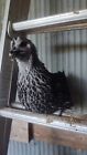 6 Silver Laced   Ayam Cemani - Fibro  black Skinned Chicken  Hatching Eggs Npip