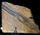 Museum Quality Huge Horsetail Fossil Plant Calamites    stylocalamites   Cisti  