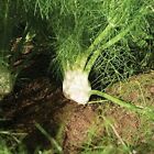 Florence Fennel Seeds   Heirloom   Non-gmo   Free Shipping   Herb Seeds   1140