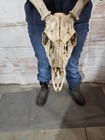 Wild 8 Point Whitetail Deer Antler Rack Horn Skull European Mount Cabin 