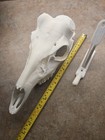 Deer European Mount Kit 3d Printed White Includes Pop Style And White Wall Mount