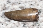 Tyrannosaurus Rex Tooth