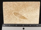 X-ray Bones  50 Million Year Old Diplomystus Fry Fish Fossil Wyoming 232gr