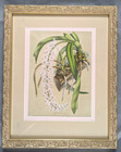 1861 Louis Van Houtte Saccolabium Retusum Lindl  Hand Colored Lithograph Print