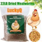 Dried Mealworms Bulk Non-gmo High Protein Wild Bluebird Chicken Hen Treats Us