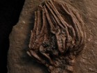 Well-coiffured Crinoid Fossil  Crawfordsville  In