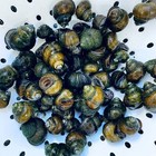 Trapdoor Pond Snail For Sale     Buy Live Trapdoor Snails Online   Toledo Goldfish