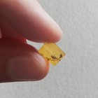 Hell Ant Haidomyrmex In Burmese   Burmite Amber Fossil   100  Genuine Amber