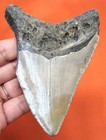 Megalodon Shark Tooth Real Fossil - 3 90  Shark Teeth Megladon - No Repairs