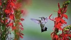 300  Cardinal Flower Seeds  lobelia Cardinalis  Hummingbird Plant Perennial Usa