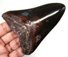Megalodon Shark Tooth - Shark Teeth Real Fossil - 3 70    - No Restorations