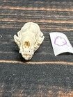 Real Xl Mink Skull Unique Gift Craft Animal Mount Art Model Head Voodoo Decor