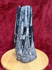 Large Upright Polished 14 5    Orthoceras Fossil Slab 400 Million Years 16 5 Lbs