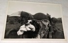 Rare Vintage American Dog Living Its Life Chair   Umbrella Snapshot Photo  Us 