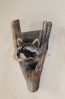 New Raccoon Mount Taxidermy Whitetail Deer Log Cabin Antler Decor Mule Novelty 