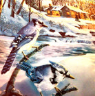 Blue Jay Bird Plate Porcelain 8  Signed Twilight Serenade