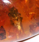 Genuine Fossilized  Amber Egg  W  Inclusion Bee Wings In Rested Position W stand