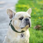 Custom Engraved Personalized Stainless Steel Pet Id Tag Dog Name Tags All Dog