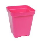 Sunpack 5  X 5  Seed Starting Square Insert Pot  Magenta  6   pack Of 8 