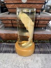 Vintage Baby Shark  Preserved In Glass Jar W cork Base 7 3 4 Inches Tall