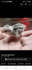25  Snowflake Bobwhite Quail Eggs 