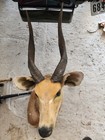 African Gizel Shoulder Mount taxidermy
