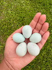 6 True Blue      Rare Celadon Coturnix Quail Blue Hatching Eggs - Assorted Colors