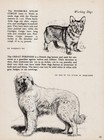 1945 Gladys Cook Pyrenees Print Ch Ibos Du Val D aure Of Basquaerie 6823h