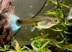 2 Live Female Dumbo Elephant Ear Blue Tail Fish Guppies- Free Shipping