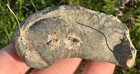 Fossilized Whale Mammal Ear Bone Tympanic Bulla Florida Dirty Fossil Miocene