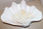 Genuine Giant Clam Shell 19 5  Long X 12  Wide Tridacna Gigas Seashell 26 7 Lbs 