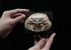 G7 Crab Taxidermy Cryptopodia Fornicata In Glass Box Dome