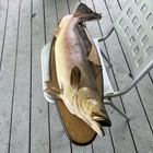Sea Trout Real Skin Taxidermy Fish Mount Wood 35 Inch  Wall Decor
