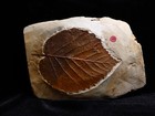 Exquisitely Preserved Leaf Fossil  Morton Co   Montana