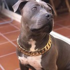 Honey Cuban 32mm Cuban Link Dog Collar