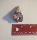 Beautiful Natural Conch Sea Shell Home  Wedding   Nautical Decor Collectible