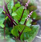 Spinach  Red Malabar Heirloom 50  Seeds 100  Organic Non Gmo Grown In Usa
