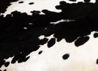 100  New Cowhide Rugs Area Cow Skin Leather  59  X 50   Cow Hide Sa-1134