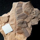 Neuropteris Obliqua Very Detailed Carboniferous Plant Fossil Seed Fern Foliage