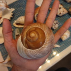 21 Large Natural Conch Sea Shells Hermit Turbo Rare Real Aquarium Home Decor
